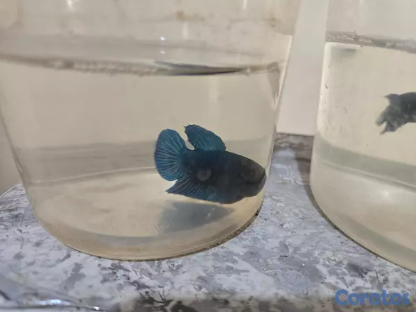 animales y mascotas - Bettas primiun de combates excelente condiciones p 8