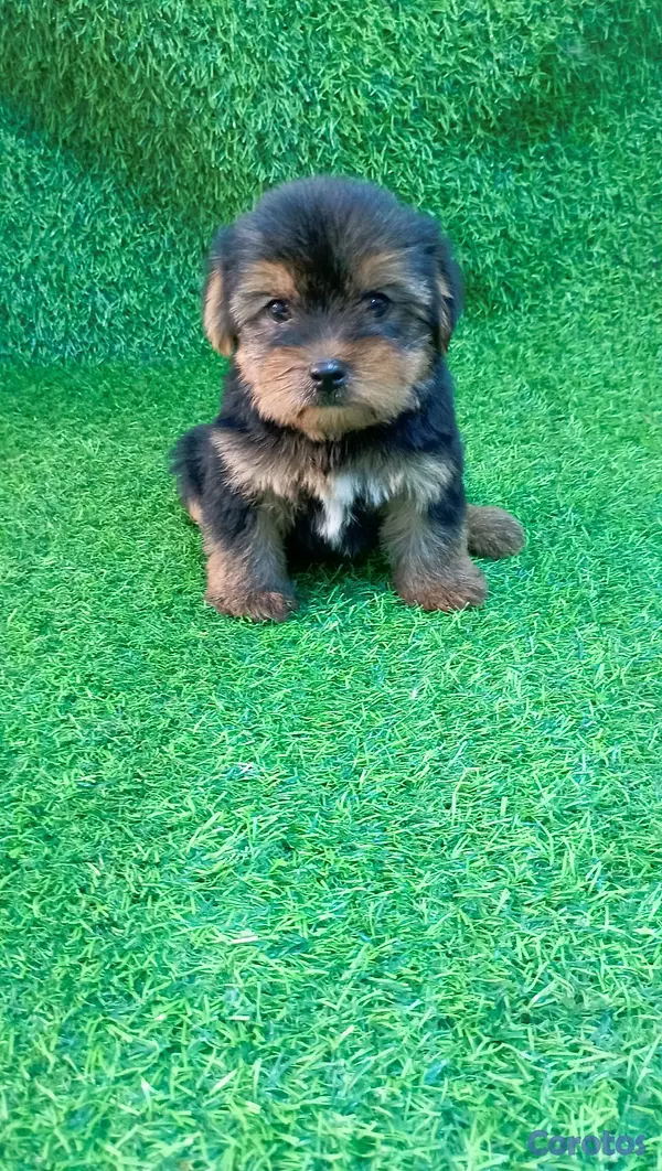 animales y mascotas - adorable cachorros yorky ambos sexo 2