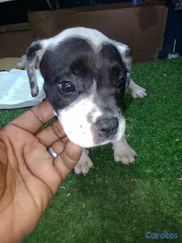 animales y mascotas - pitbull merle  4