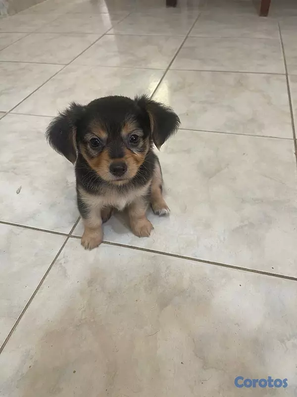 animales y mascotas - chihuahua mariposa  2