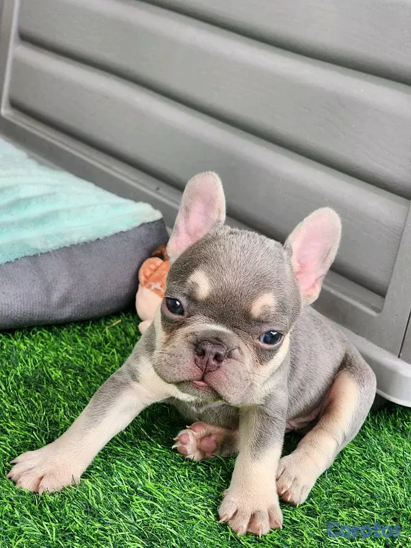 animales y mascotas - hermosos Cachorros de buldog frances  5