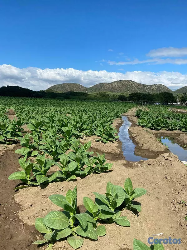solares y terrenos - Finca 1,200 tareas en Guatapanal, Santiago 2