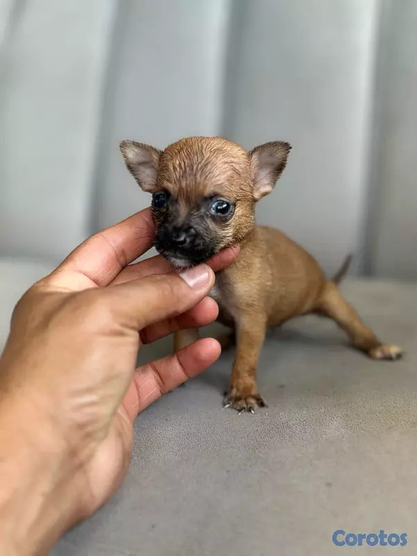 animales y mascotas - Chihuahua  2