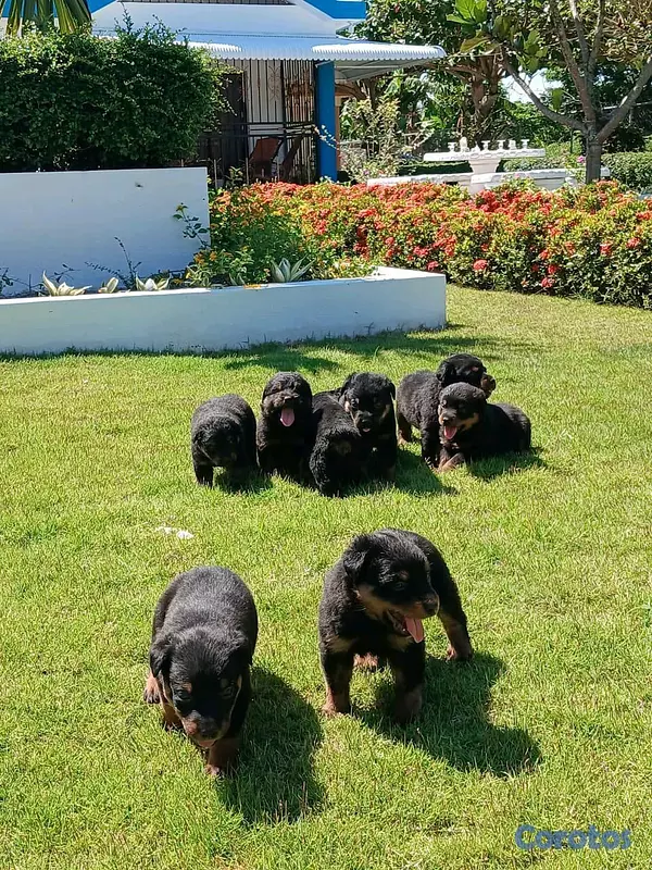 animales y mascotas - hermosos Cachorros de rottwailer de la mejor linea del pais  13
