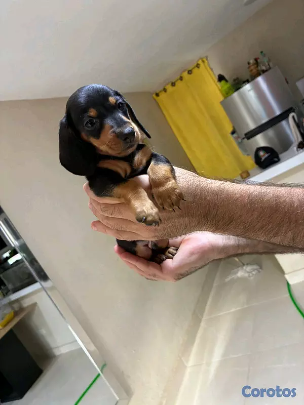 animales y mascotas - hermosos cachorritos de salchicha  3