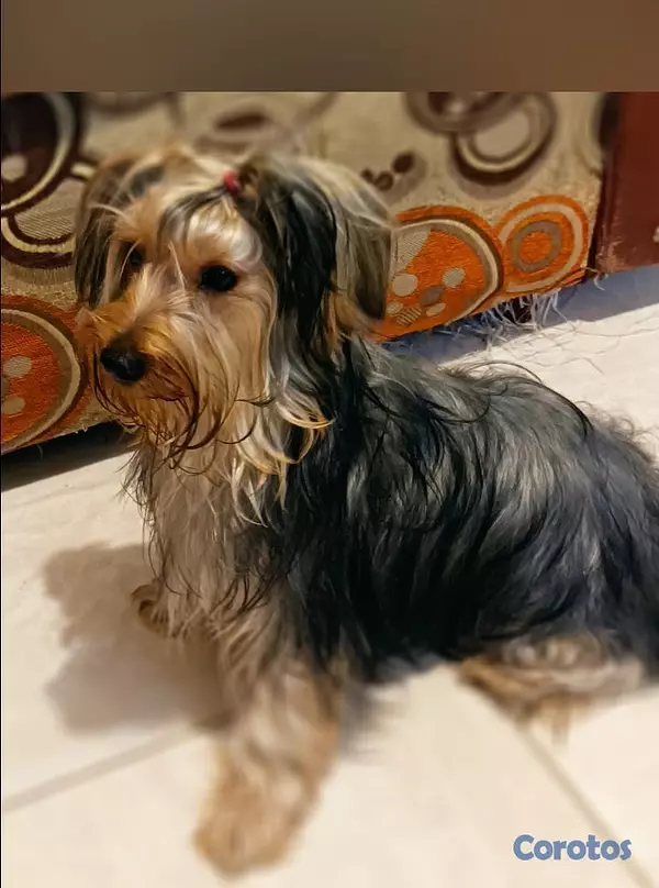 animales y mascotas - Yorkie 4