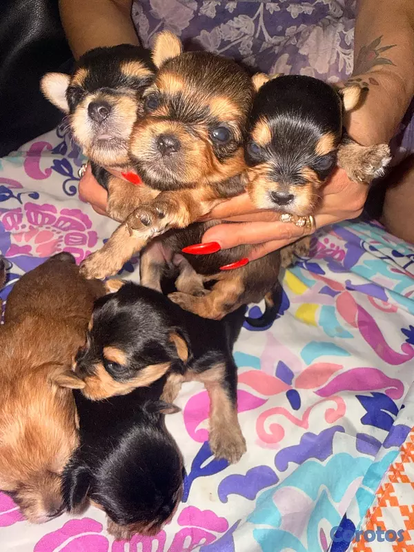 animales y mascotas - Yorkshire terrier  5