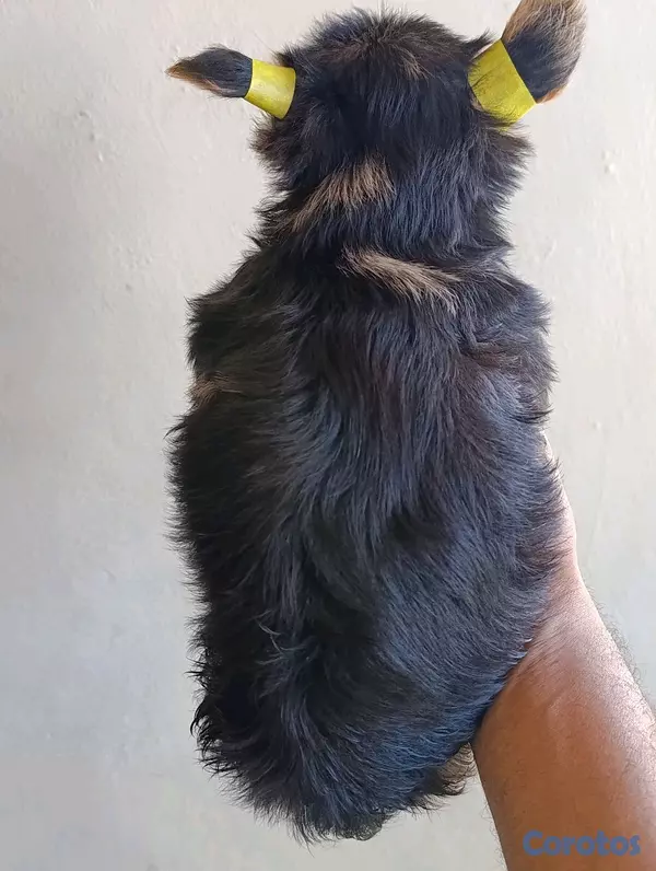 animales y mascotas - Cachorrito Yorkie Macho.  2
