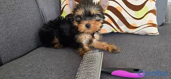 animales y mascotas - Yorkie Hembra  6