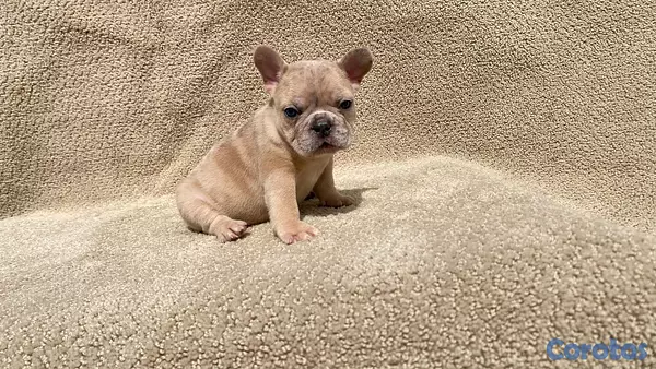 animales y mascotas - bulldog frances  2