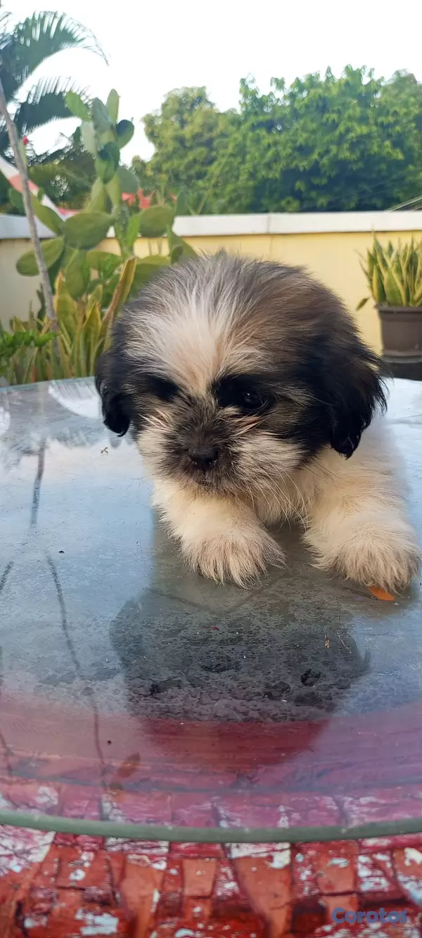 animales y mascotas - Cachorros de Shipoo 5