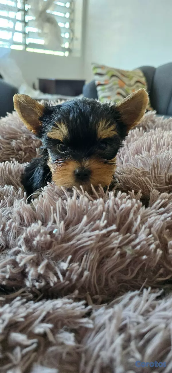 herramientas, jardines y exterior - Accesorios yorkies Hembra  6
