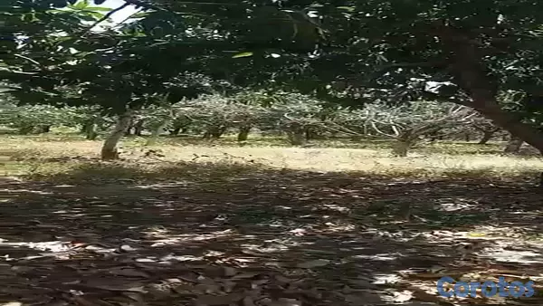 solares y terrenos - Terreno en venta 19,134M2em Bani- Provincia Peravia Rep.Dom 4