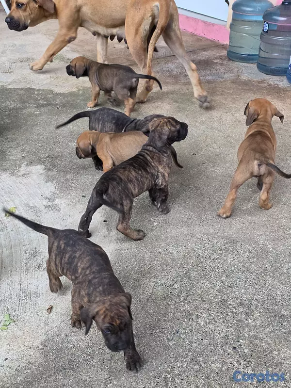 animales y mascotas - Fila brasileño  11