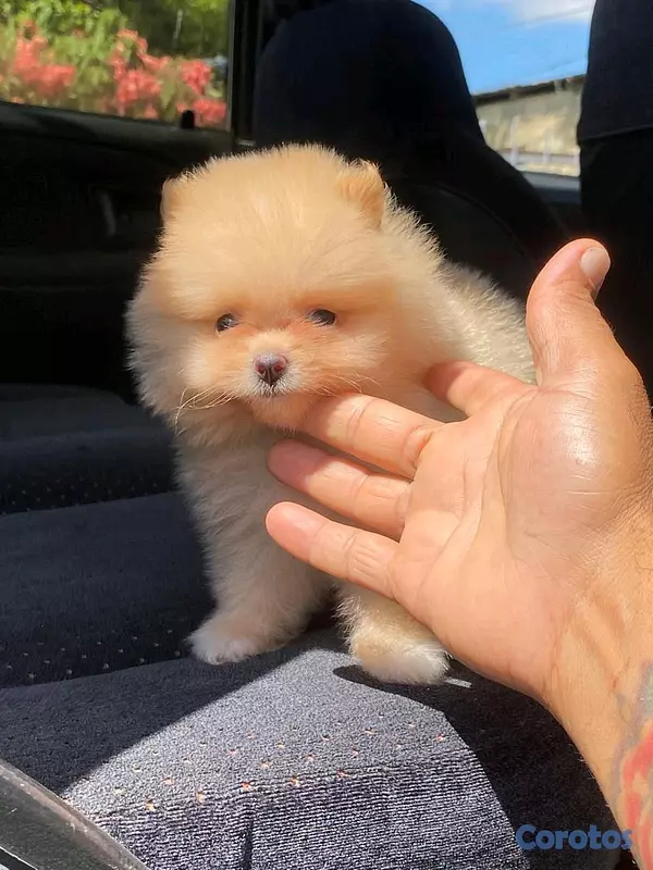 animales y mascotas - hermosos cachorritos pomerania mini 7