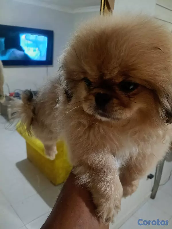 animales y mascotas - Pekines macho  7