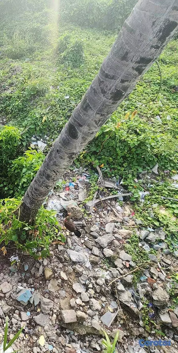 solares y terrenos - DIOS 📍Los Alcarrizos Av. Principal, Vendo Terreno 5