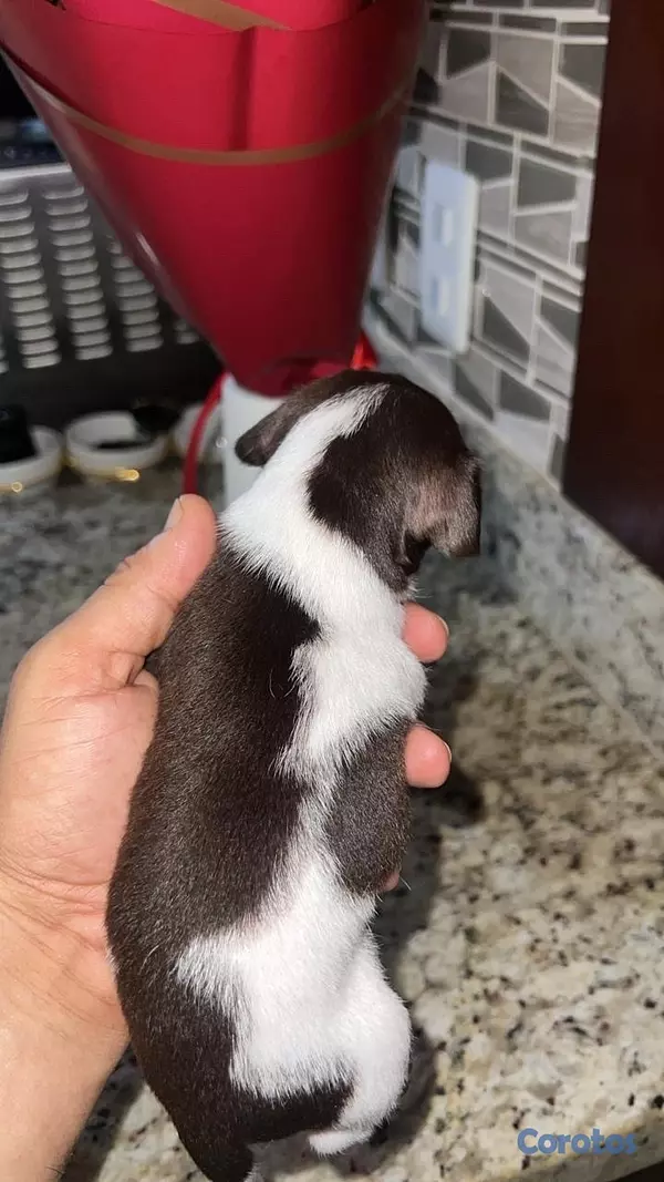 animales y mascotas - cachorros Chihuahua  7