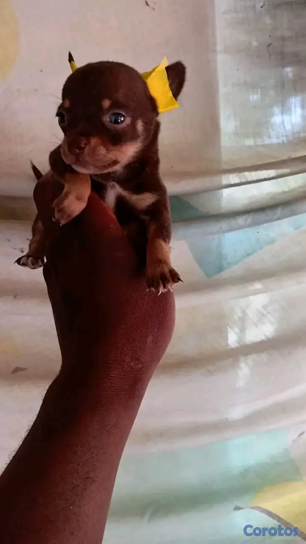animales y mascotas - hermosos cachorriros chihuahua mini 4
