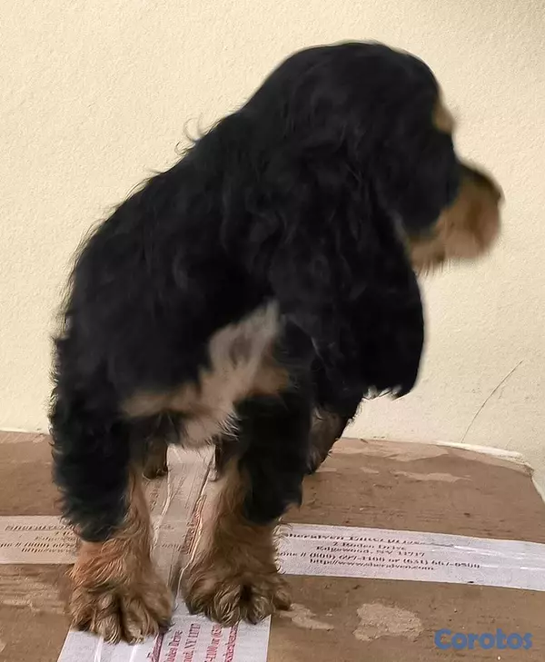 animales y mascotas - Cocker Spaniel Bien Lindos Hembras Y Machos 😍😍 5