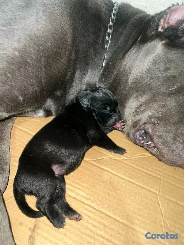 animales y mascotas - cane corso  3