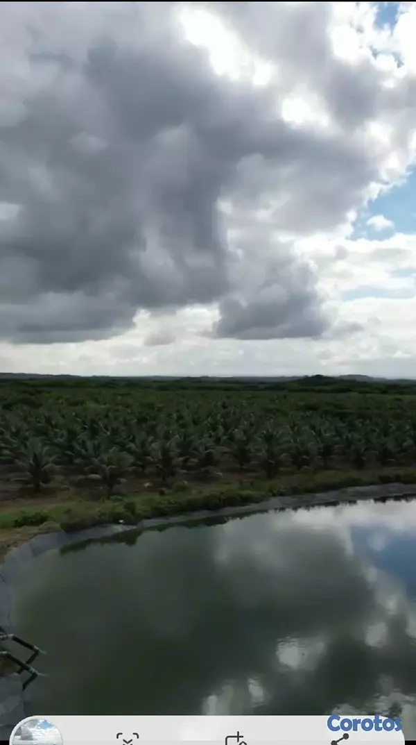 solares y terrenos - Finca de Coco Enanos en Monte Cristi 6