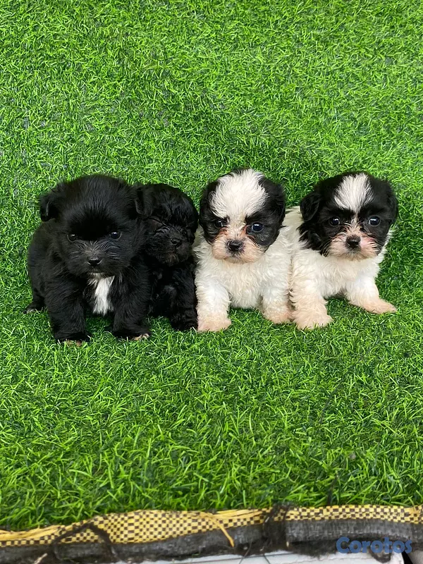 animales y mascotas - hermosos cachorritos de shipoo toy  3