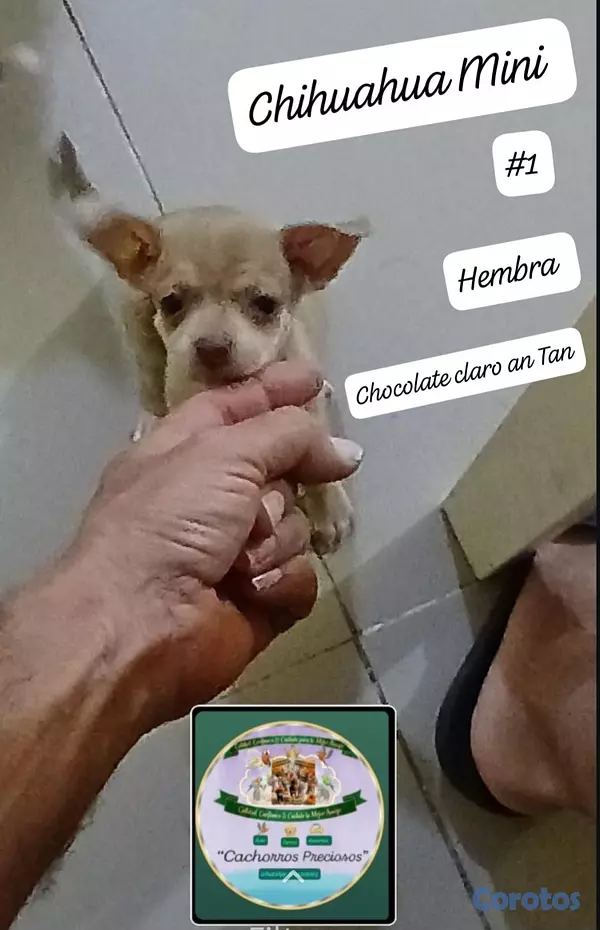 animales y mascotas - Chihuahua, Jack Russell y Pinscher  5