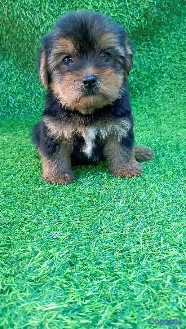 animales y mascotas - adorable cachorros yorky ambos sexo 4