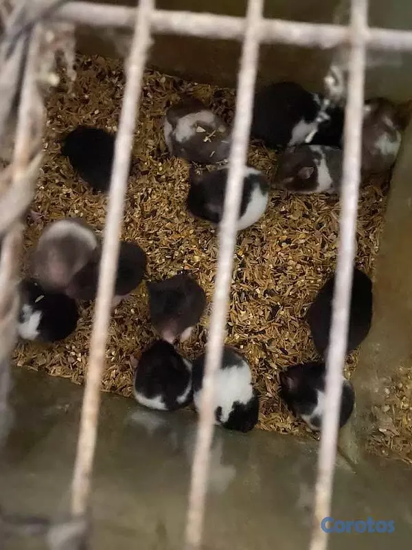 animales y mascotas - Hamster  Buenas condiciones ubicación en Moca  4