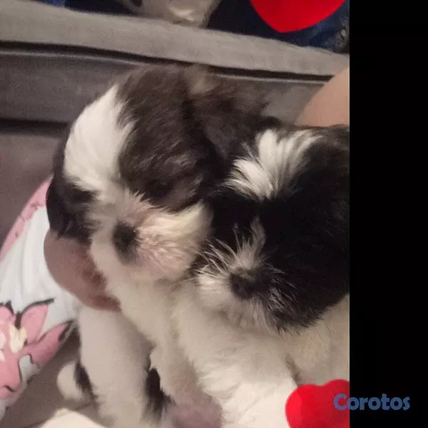 animales y mascotas - Hermosa Cachorrita Shipoo  4