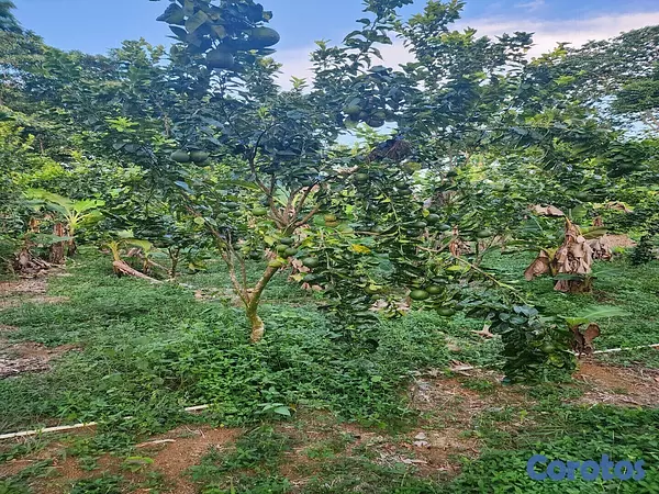solares y terrenos - DE OPORTUNIDAD!!!
VENDO HERMOSA FINCA DE 100 TAREAS,  NARANJA AGRIA Y CACAO  2