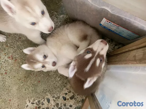 animales y mascotas - husky Siberiano  6