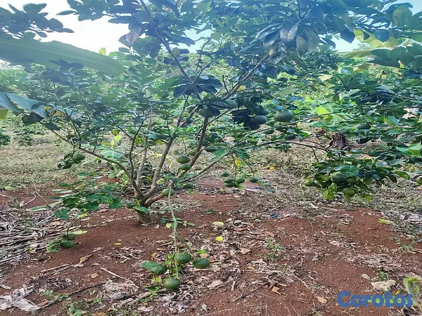 solares y terrenos - DE OPORTUNIDAD!!!
VENDO HERMOSA FINCA DE 100 TAREAS,  NARANJA AGRIA Y CACAO  3