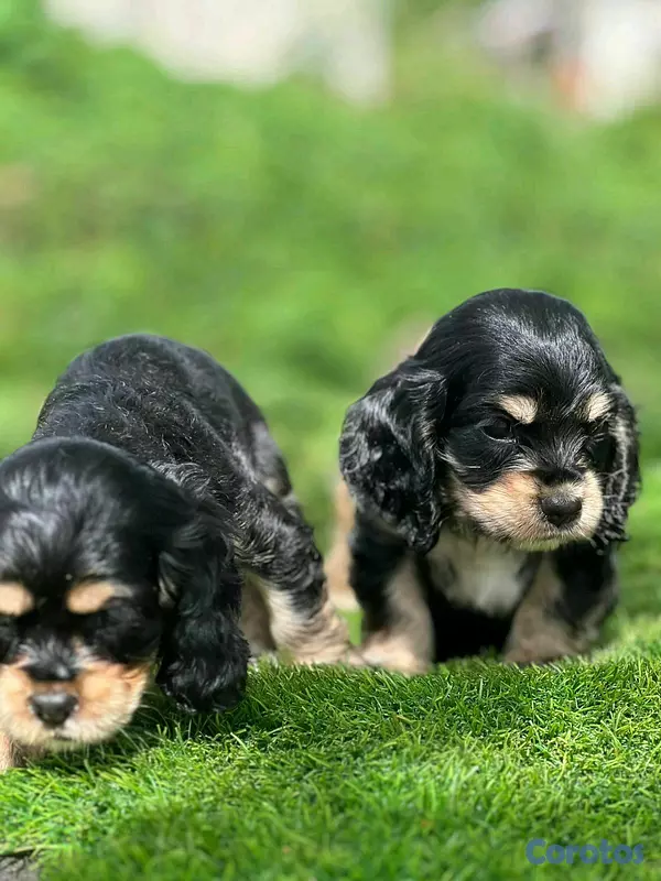 animales y mascotas - hermosos cachorritos  cocker spaniel  2