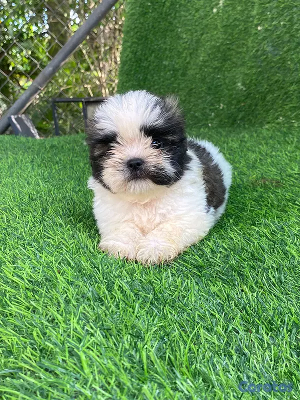animales y mascotas - hermosos y adorables cachorritos shipoo 3