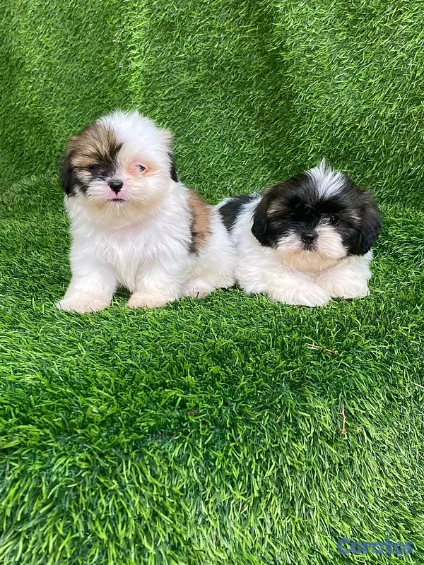 animales y mascotas - hermosos cachorritos shipoo toy 2