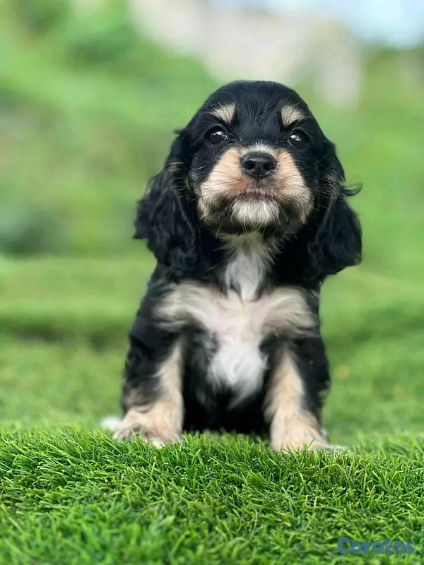 animales y mascotas - hermosos cachorritos  cocker spaniel  3