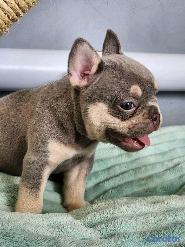 animales y mascotas - hermosos Cachorros de buldog frances  7