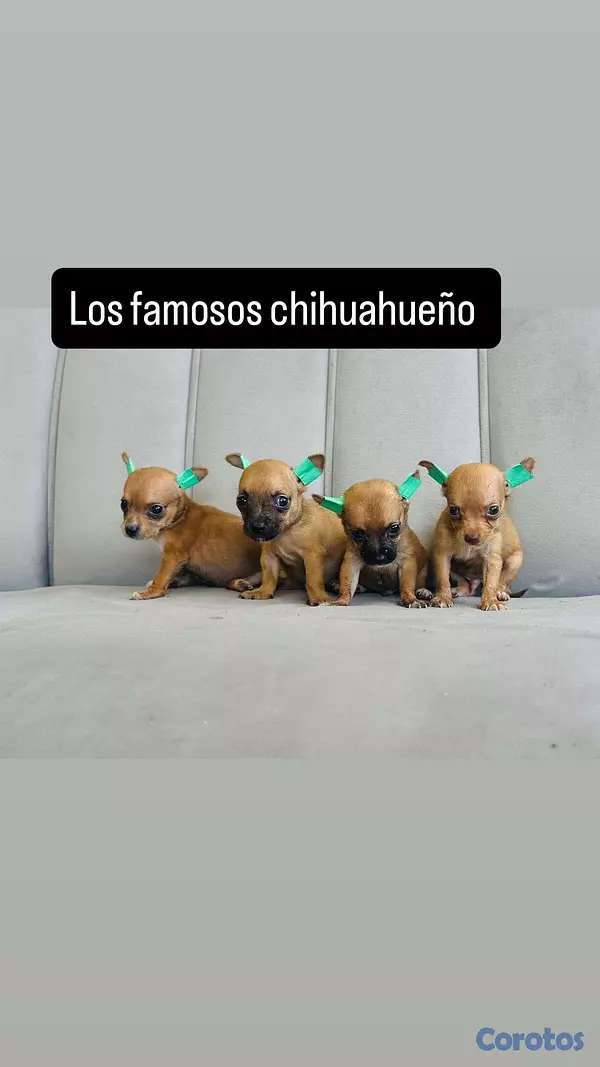 animales y mascotas - Chihuahua  4