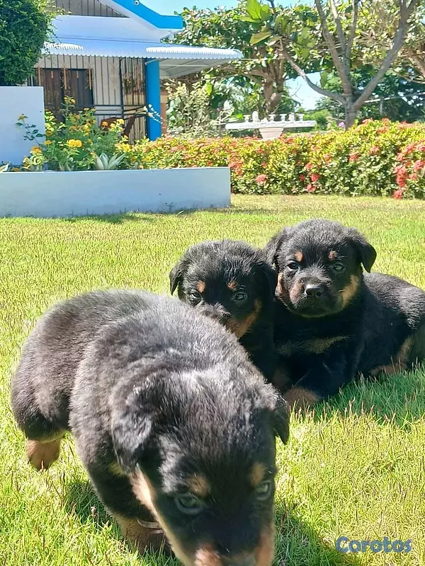 animales y mascotas - hermosos Cachorros de rottwailer de la mejor linea del pais  15