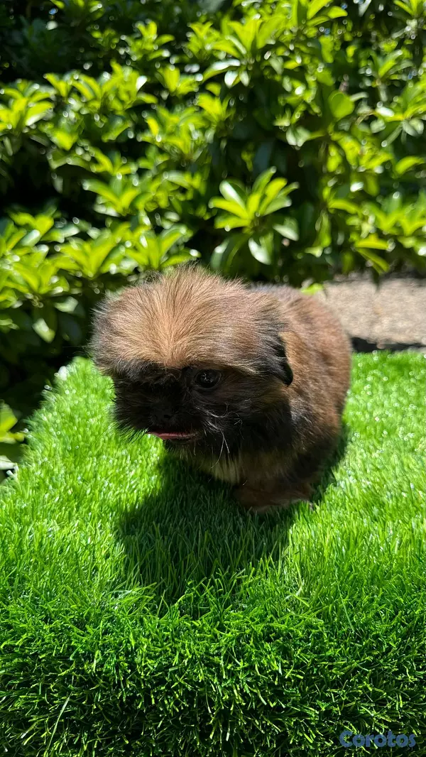 animales y mascotas - hermosos cachorrtios Pekines toy 2