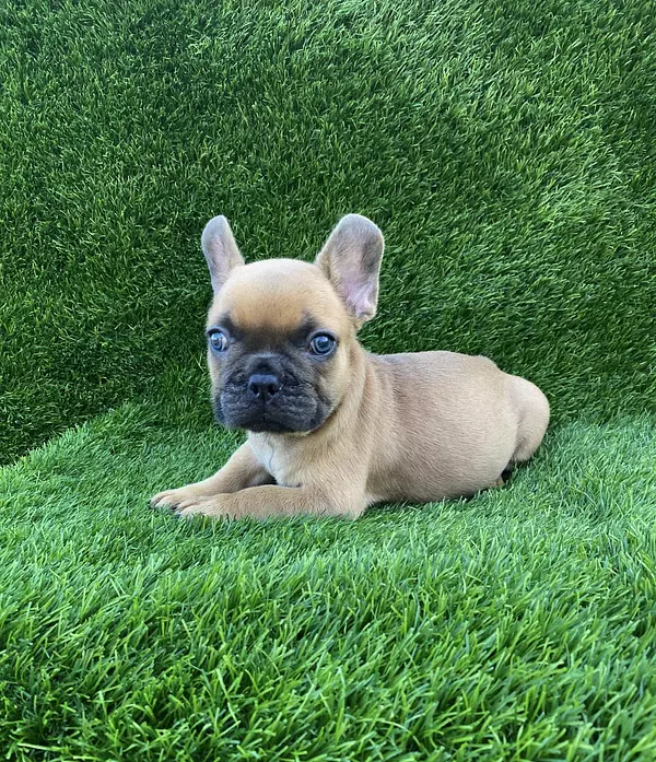 animales y mascotas - Bulldog Francés  7