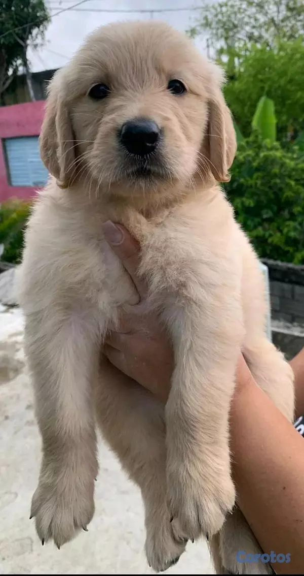 animales y mascotas - hermosos cachorritos de golden retriever  2