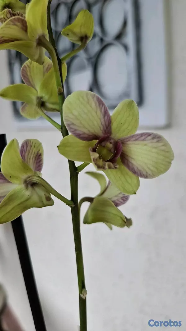 herramientas, jardines y exterior - Orquideas para ti 5