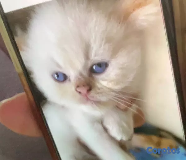 animales y mascotas - Gatito Persa Doll Face Himalayo Flame Point  1