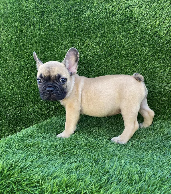 animales y mascotas - Bulldog Francés  8