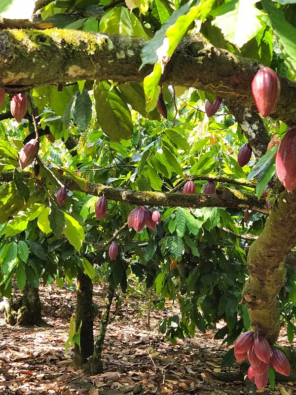 solares y terrenos - Finca 1,500 tareas sembrada de Cacao San Francisco de Macorís 4