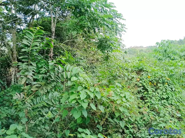 solares y terrenos - finca de 120 tareas con vocación agrícola en Monte Plata  3