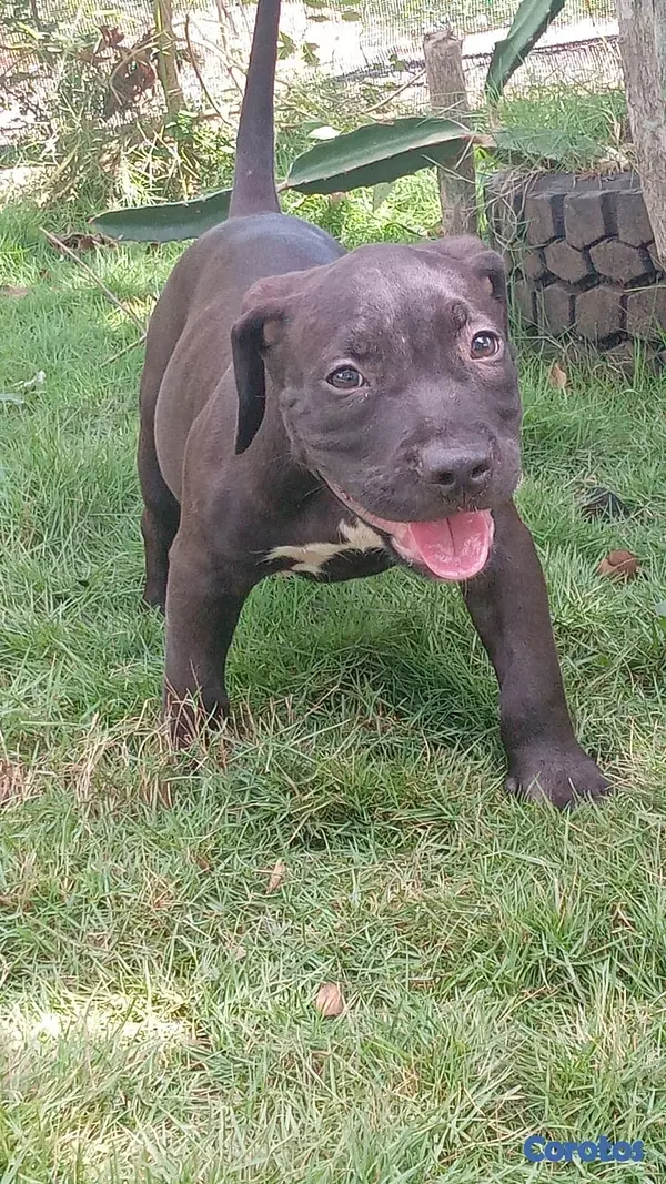 animales y mascotas - Pitbull 4